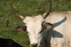 Magyar-szürkemarha